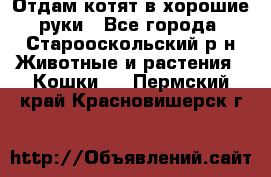 Отдам котят в хорошие руки - Все города, Старооскольский р-н Животные и растения » Кошки   . Пермский край,Красновишерск г.